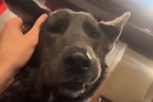 一房一車一狗！切特分享生活日常！